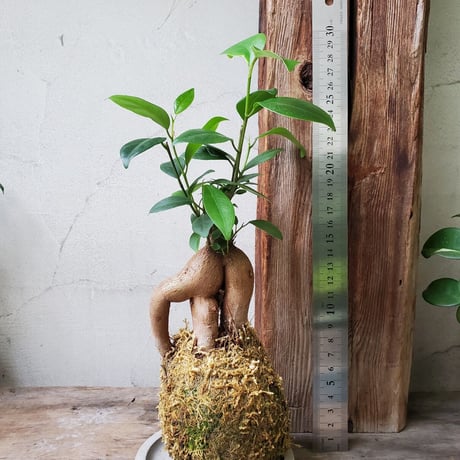 ガジュマル　苔玉風