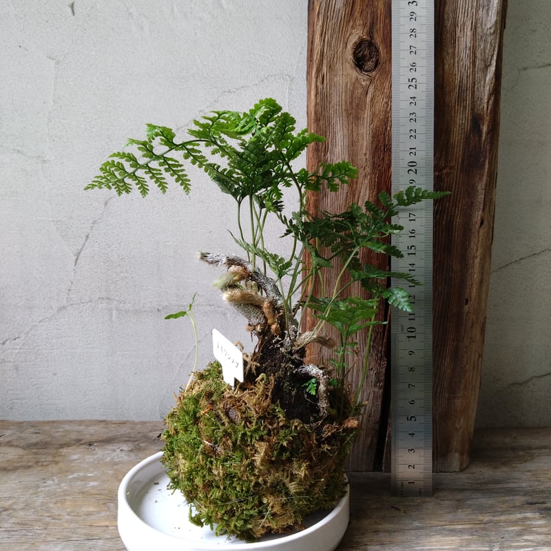 シノブ 苔玉風 | in Style