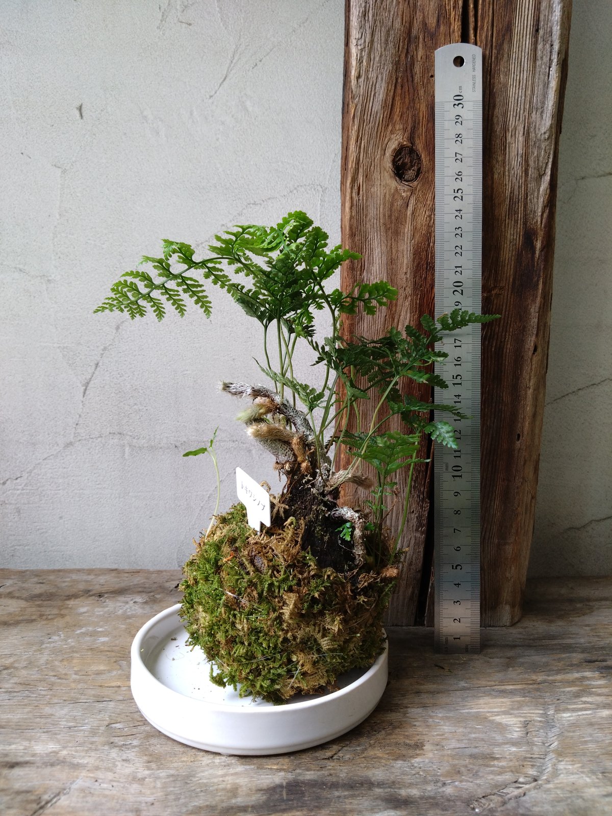 しのぶ苔玉 直径約30cm シノブ 苔玉風 | in Style