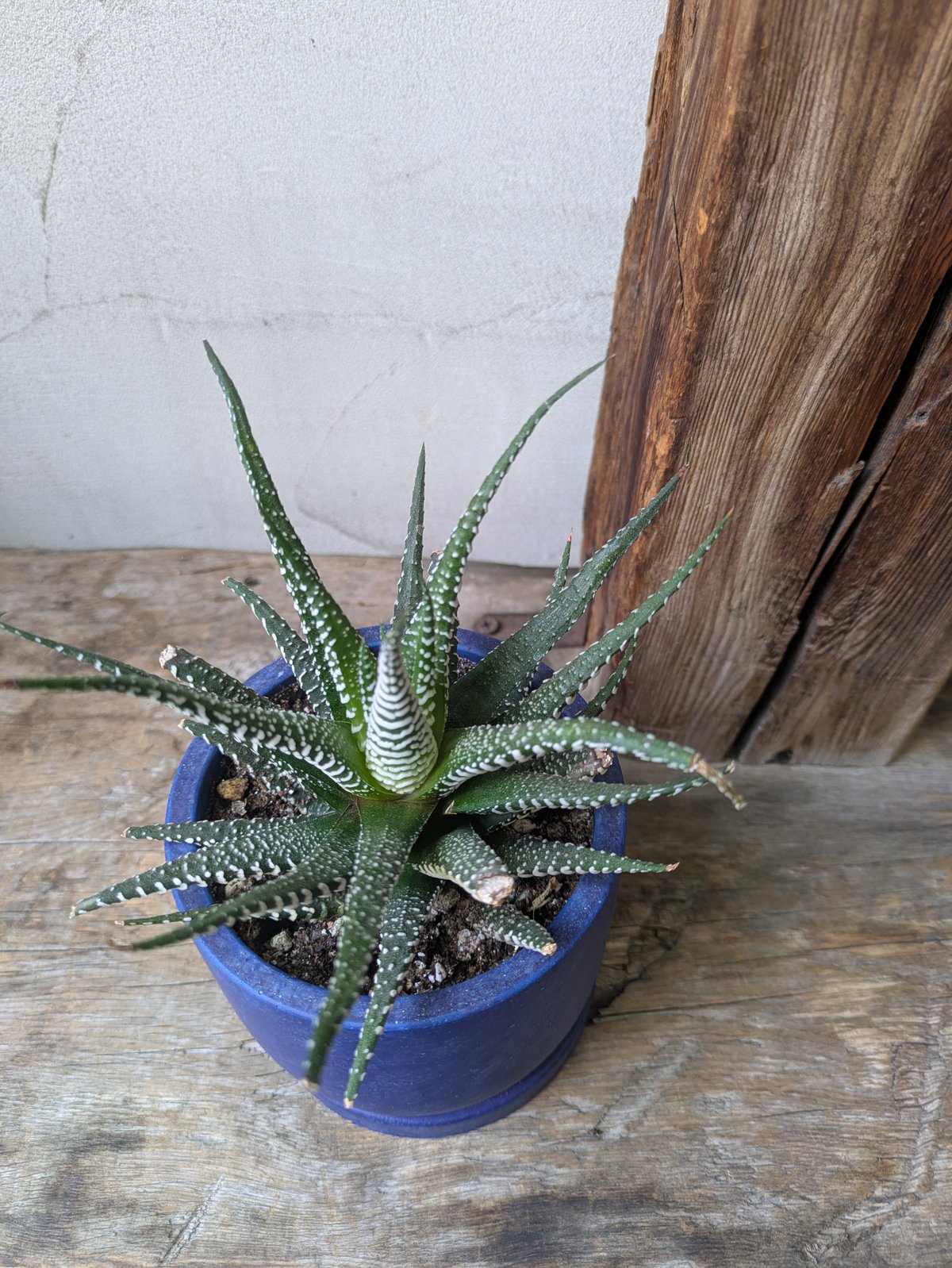 ハオルチア 十二の巻 全国配送はお休み中。 | in Style