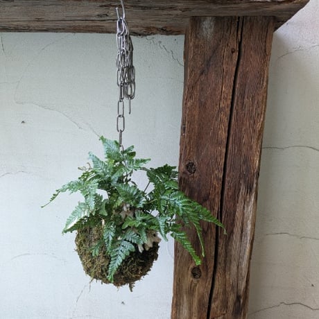 石化シノブ　苔玉風