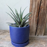ハオルチア　十二の巻