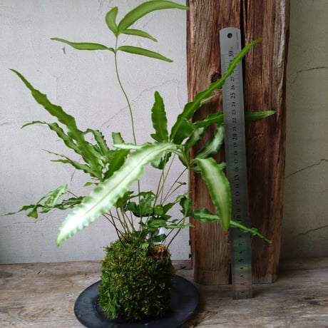 プテリス　苔玉風