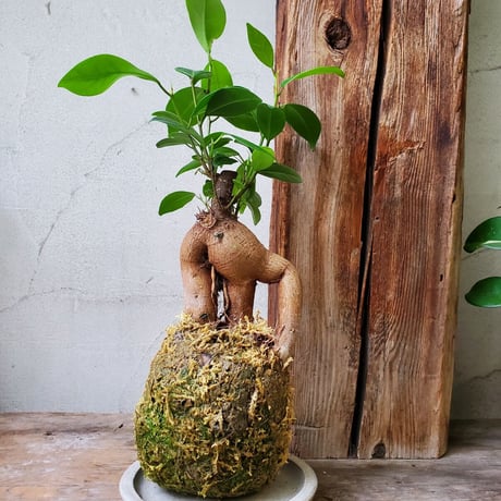 ガジュマル　苔玉風