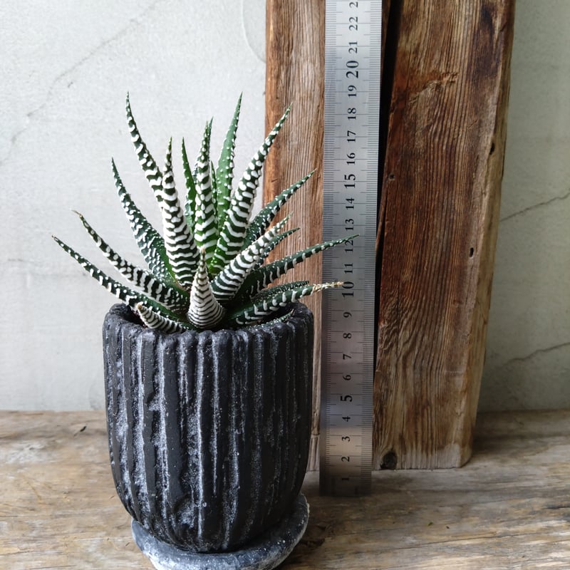 ハオルチア 十二の巻 | in Style