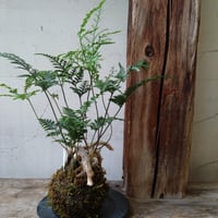 トキワシノブ　コケ玉風