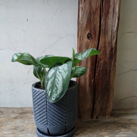 7株】ルイーズ 観葉植物 両筑プランツショップ｜植物とタネ・園芸資材