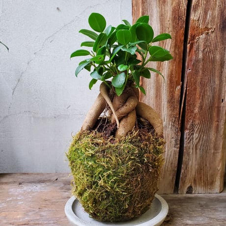 ガジュマル　苔玉風