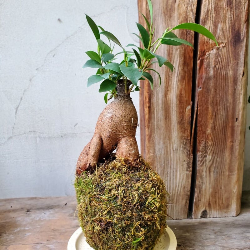 ま*み様 パンダ　ガジュマル　斑入り　苔玉 ま*み様 パンダ ガジュマル 斑入り 苔玉 ま*み様 パンダ