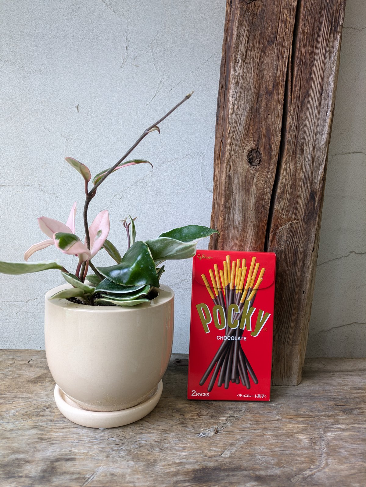 ホヤ カルノーサ 全国配送はお休み中。 | in Style