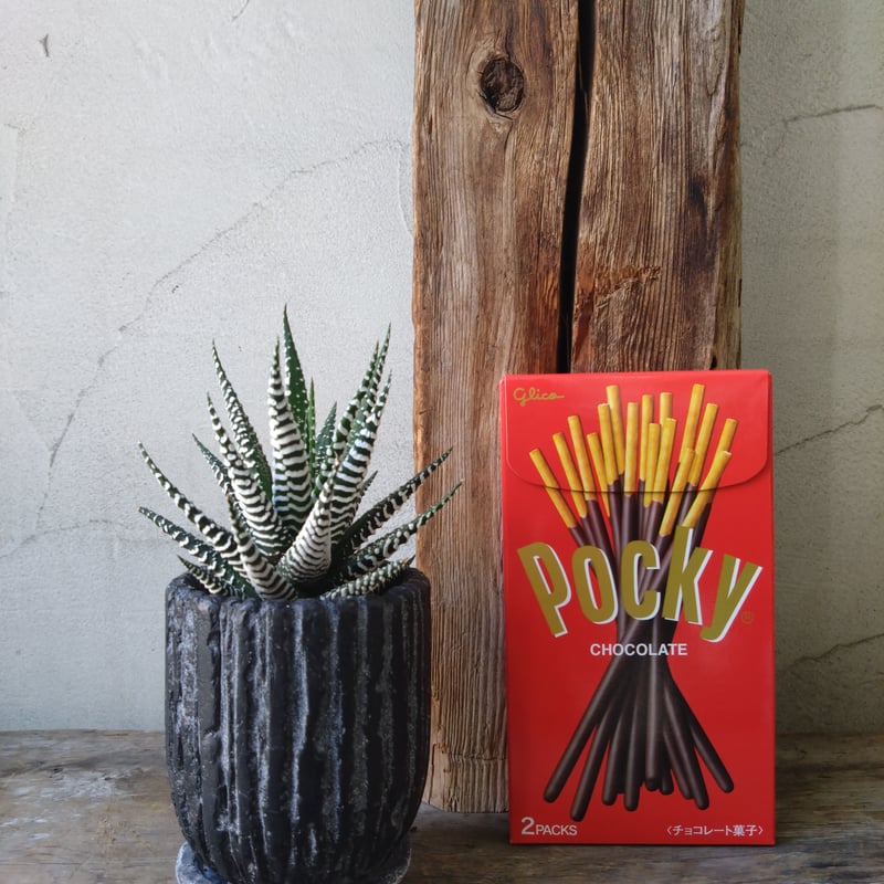 ハオルチア 十二の巻 | in Style