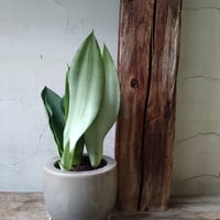 サンセベリア　ムーンシャイン