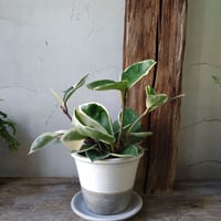 ホヤ　カルノーサ