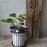 ピレア　ペペロミオイデス