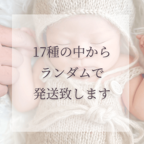 お任せセット