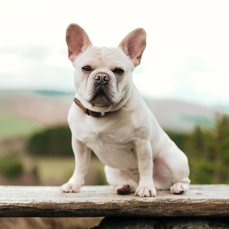 French Bulldog Cap(Black)