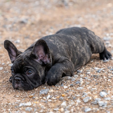 French Bulldog Cap(Black)