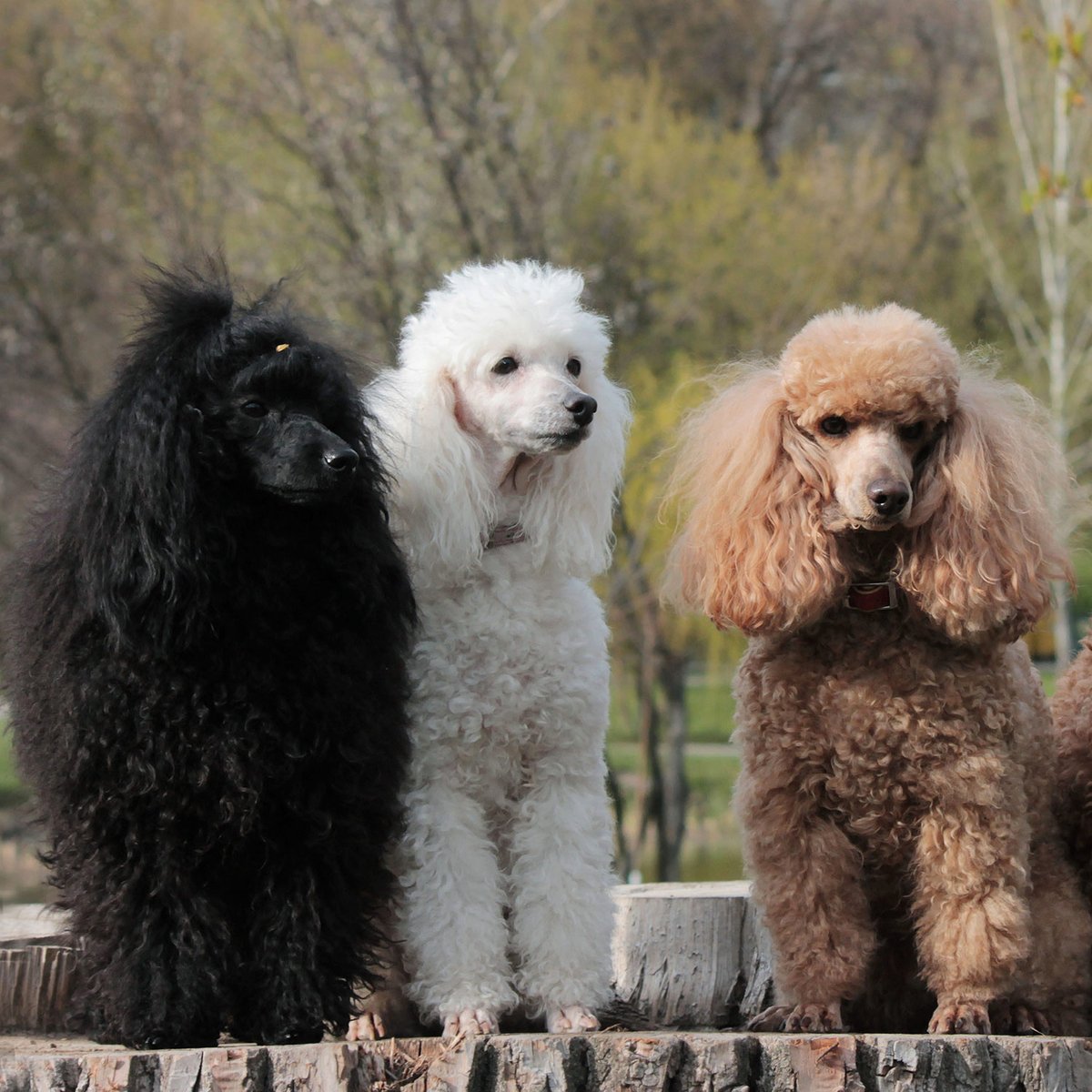 ソックスドッグ　ベレー帽のプードル　プードル ソックスドッグ ベレー帽のプードル プードル ソックスドッグ ベレー帽