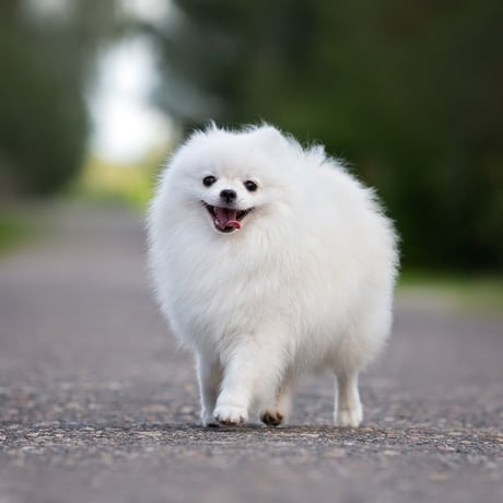Pomeranian Cap(Green)