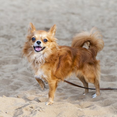 Chihuahua Cap(BlueGreen)