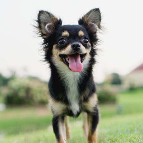 Chihuahua Cap(Pink)