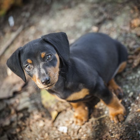Dachshund Cap(Purple)
