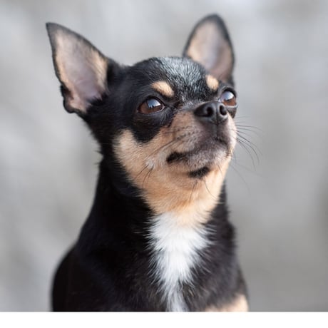 Chihuahua Cap(Pink)