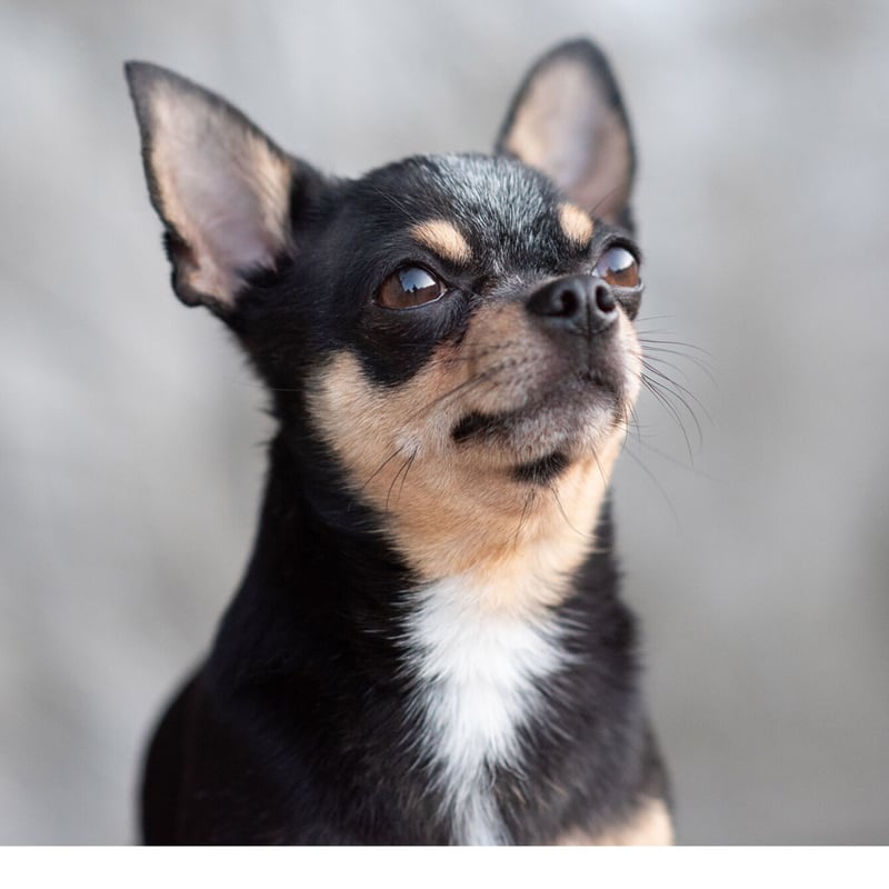 BABY Sweet♡Loveワッペンキャップ 　黒 BABY Sweet♡Loveワッペンキャップ 黒 BABY Sweet♡Loveワッペン