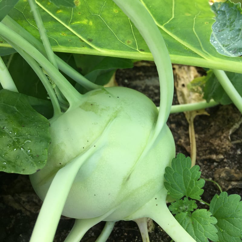 SPIRA FARM BOX —旬の野菜セット—《クロネコヤマト発送》 | SPIRA FAR