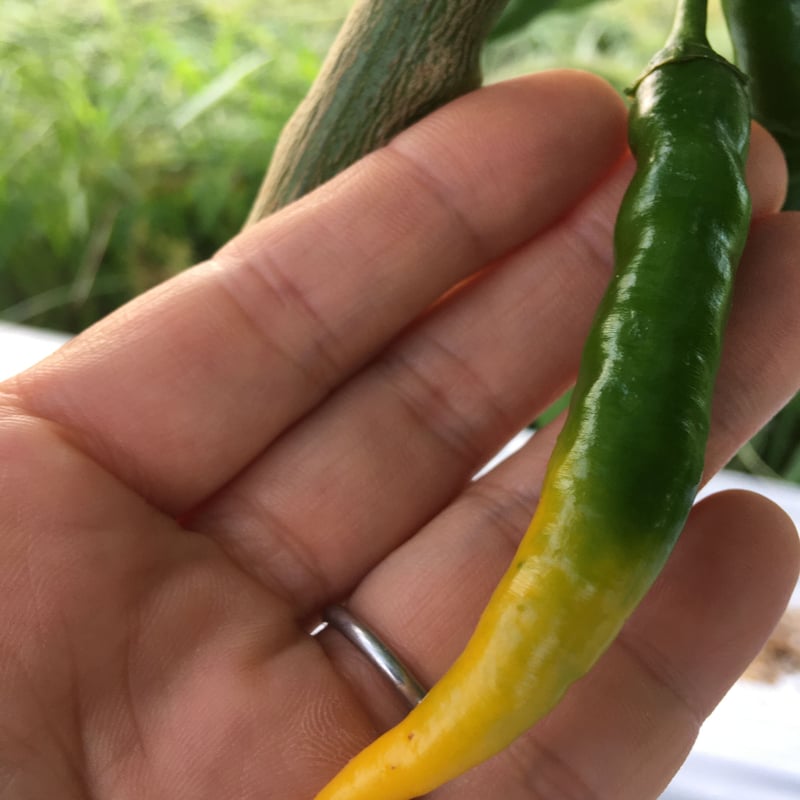 野菜セット増量オプション】鷹の爪 (黄色) | SPIRA FARM STORE 野菜セット増量オプション】鷹の爪 (黄色) | SPIRA FARM STORE