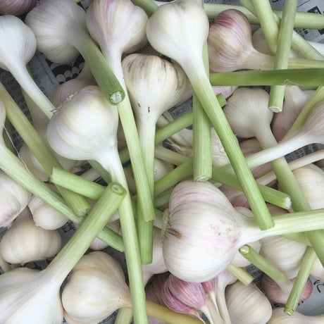 【野菜セット増量オプション】にんにく250g（およそ6～8玉）