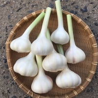 採れたてフレッシュ！新にんにく500g（およそ4〜7玉）クロネコヤマト発送分
