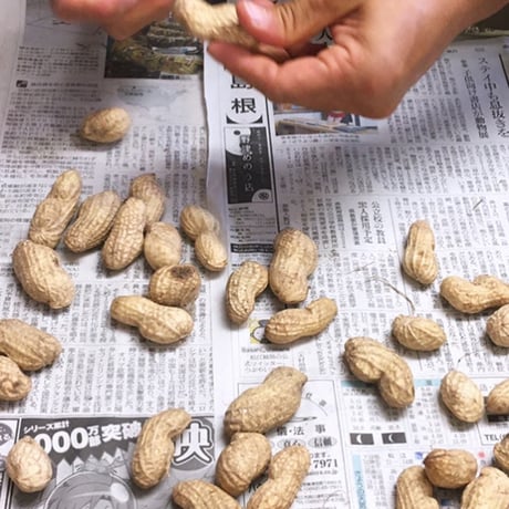 食べ始めたら止まらない♩茹でたてホクホク！手のひらサイズの生落花生「おおまさり」（3kg）