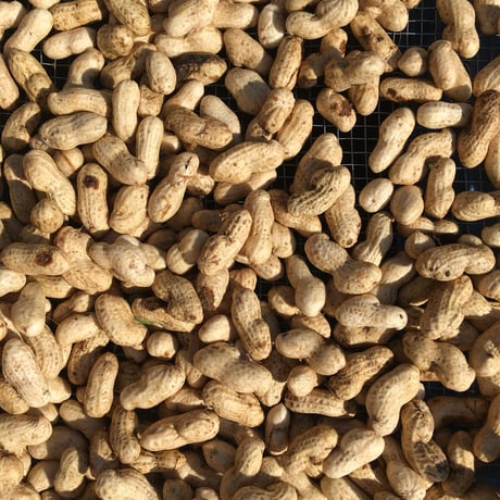 食べ始めたら止まらない♩茹でたてホクホク！手のひらサイズの生落花生「おおまさり」（3kg）