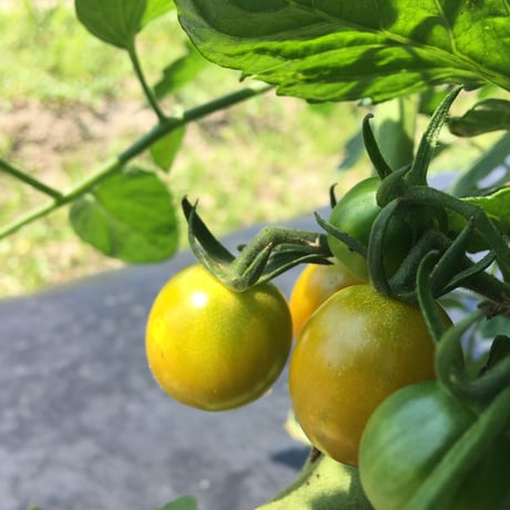 【野菜セット増量オプション】カラフルミニトマト