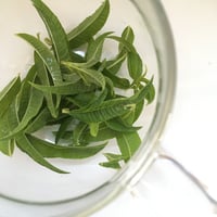 【野菜セット増量オプション】ドライハーブティー（レモンバーベナ）