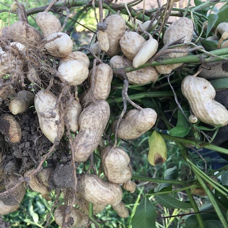 食べ始めたら止まらない♩茹でたてホクホク！手のひらサイズの生落花生「おおまさり」（3kg）