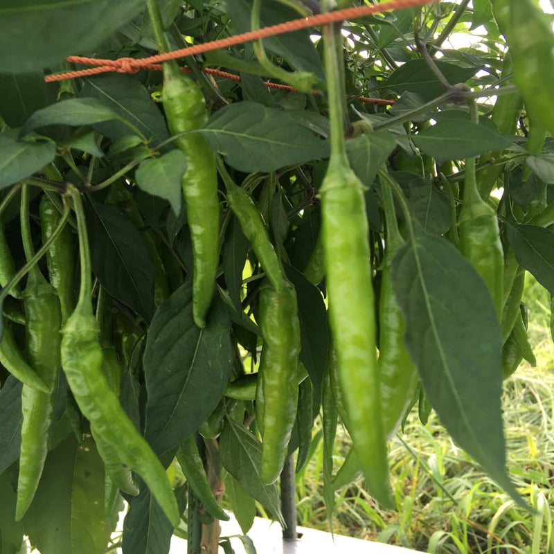 野菜セット増量オプション】鷹の爪 (黄色) | SPIRA FARM STORE 野菜セット増量オプション】鷹の爪 (黄色) | SPIRA FARM STORE