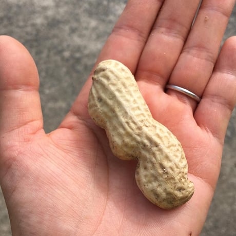 食べ始めたら止まらない♩茹でたてホクホク！手のひらサイズの生落花生「おおまさり」（3kg）