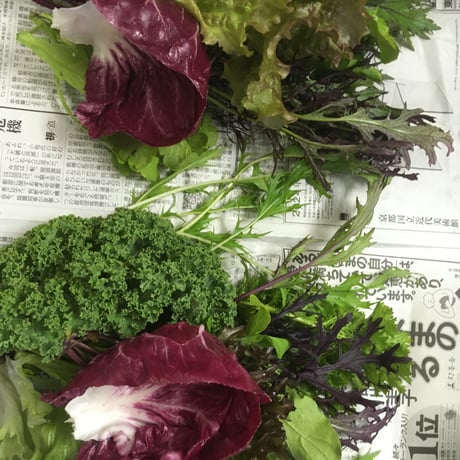 SPIRA FARM BOX　—旬の野菜セット—《クロネコヤマト発送》