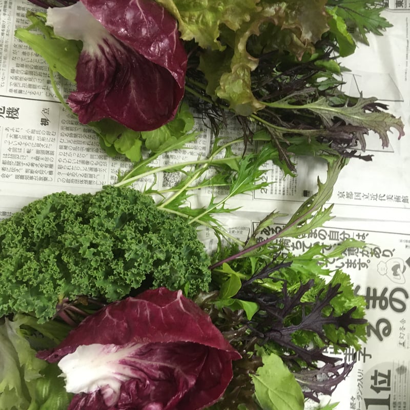 野菜 1食分の高知 乾燥 野菜ミックス 6gタイプ 5年保存 個包装 ALL SLOW