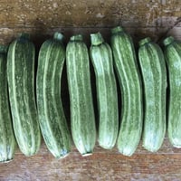 ズッキーニ詰め合わせ（６〜８個）