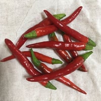 【野菜セット増量オプション】赤唐辛子