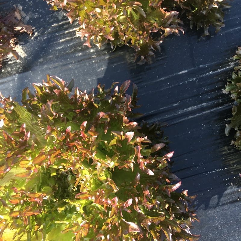 SPIRA FARM BOX —旬の野菜セット—《クロネコヤマト発送》 | SPIRA FAR