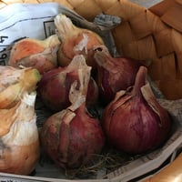 【野菜セット増量オプション】玉ねぎ（８個）