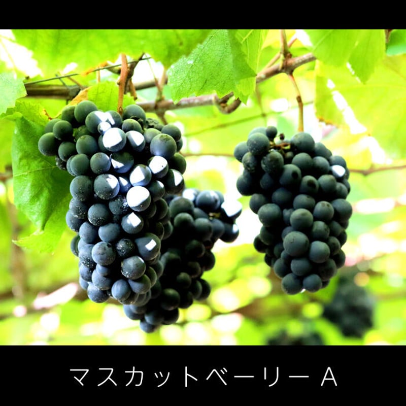 J-5 香りのマスカットベーリーA □備考へ[満年齢]記入必須 | 池森そば