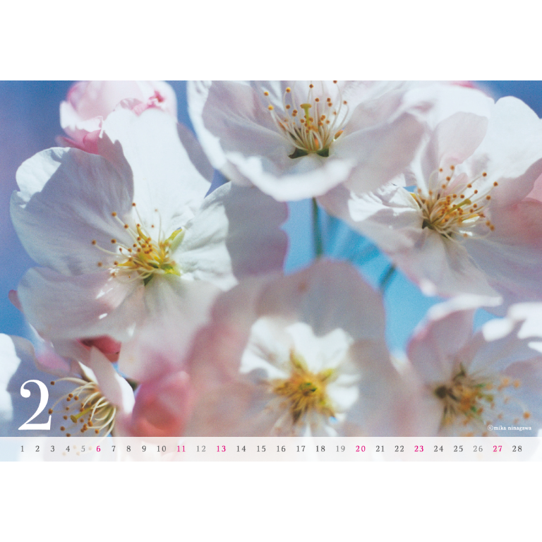 桃月なしこ 卓上カレンダー (2022年度版) オフィシャルサイト予約完売品 桃月なしこ 卓上カレンダー (2022年度版) オフィシャルサイト