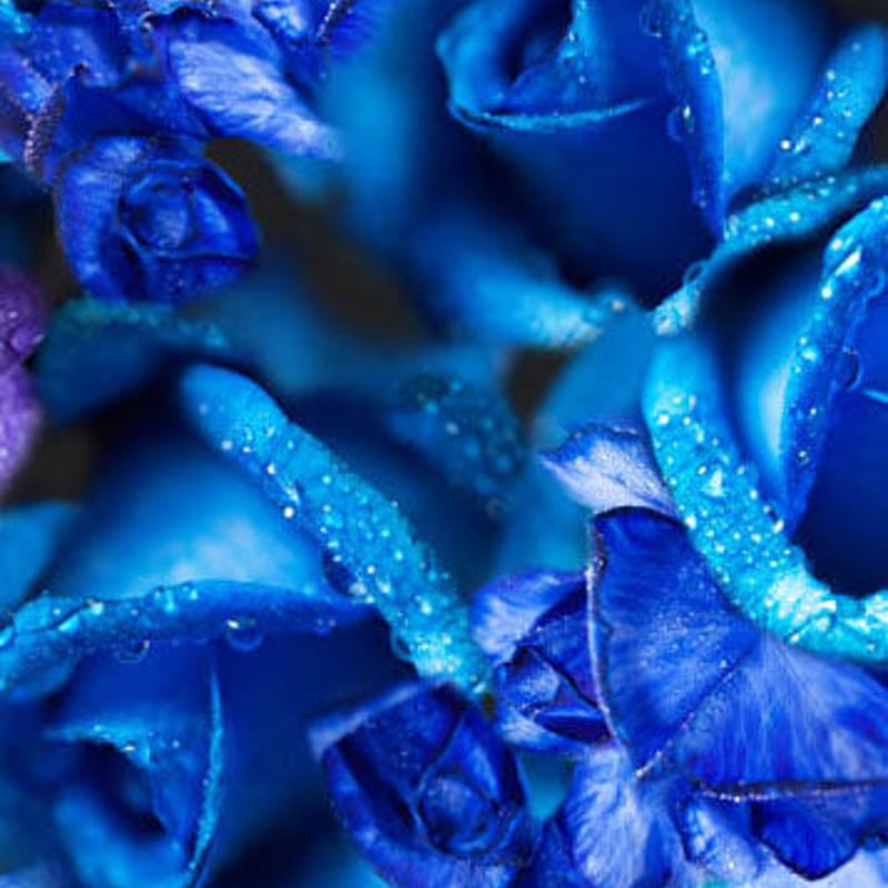 マスク | Blue Rose | MIKA NINAGAWA OFFICIAL STORE 