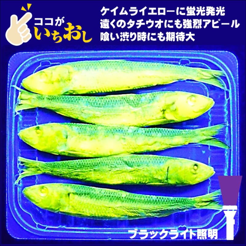 テンヤタチウオ 餌 テンヤ太刀魚 仕掛け 激臭にんにく アミノ酸配合