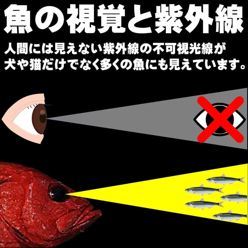 アコウ アコウダイ メヌケ 仕掛け 用 ケイムラ 紫外線 蛍光 発光